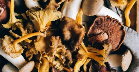 Verrassend koken met champignons en paddenstoelen - kookdemo © Pexels