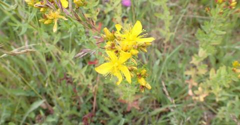 Sint-Janskruidwandeling  (41ste editie) © Sofie Declercq