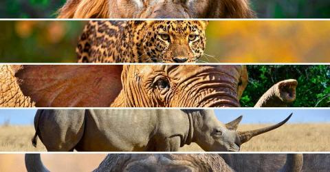 Jeugdhuis rond de wereld: Goeienaand in Zuid-Afrika © World adventure tours