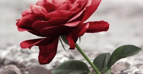 Voordracht: Onze laatste zorg © afscheid