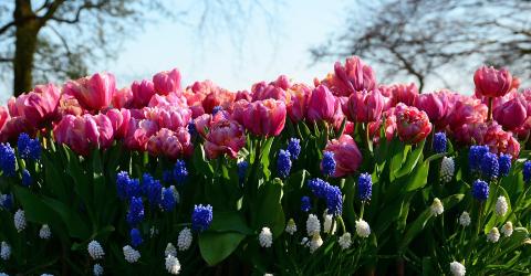 Stoeterij en tuinen Manor © 49pauly