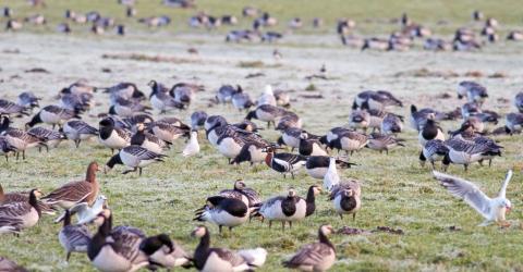 wandeling ganzen, watervogels en steltlopers © Jelle Alders