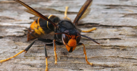 afbeelding van Aziatische hoornaar