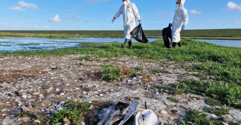 Aanpak vogelgriep bij wilde vogels