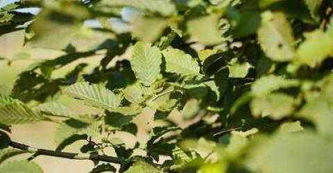 De juiste boom op de juiste plaats