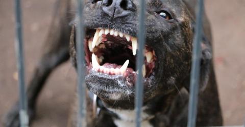 agressieve hond toont tanden