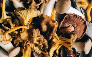 Verrassend koken met champignons en paddenstoelen - kookdemo © Pexels