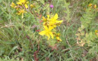 Sint-Janskruidwandeling  (41ste editie) © Sofie Declercq