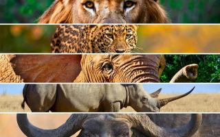 Jeugdhuis rond de wereld: Goeienaand in Zuid-Afrika © World adventure tours