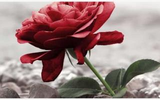 Voordracht: Onze laatste zorg © afscheid