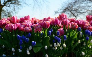 Stoeterij en tuinen Manor © 49pauly