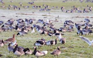 wandeling ganzen, watervogels en steltlopers © Jelle Alders